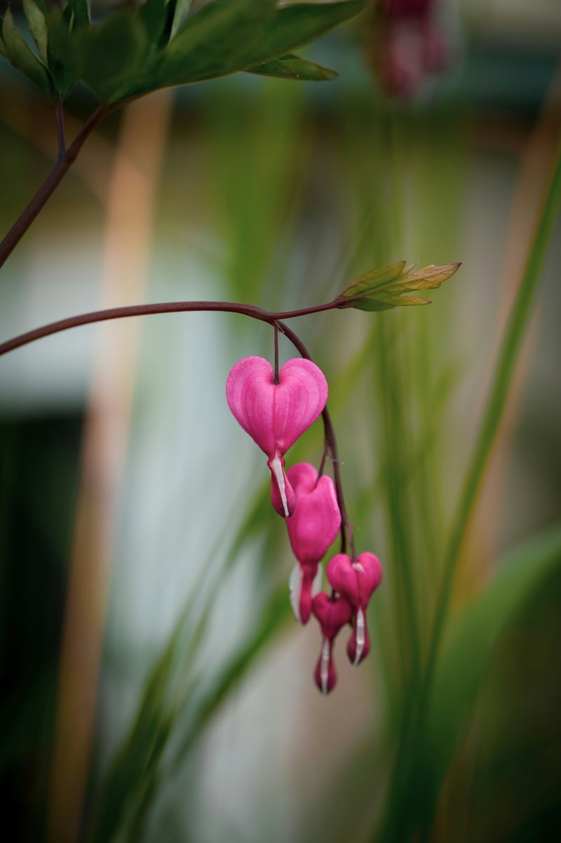 BleedingHearts