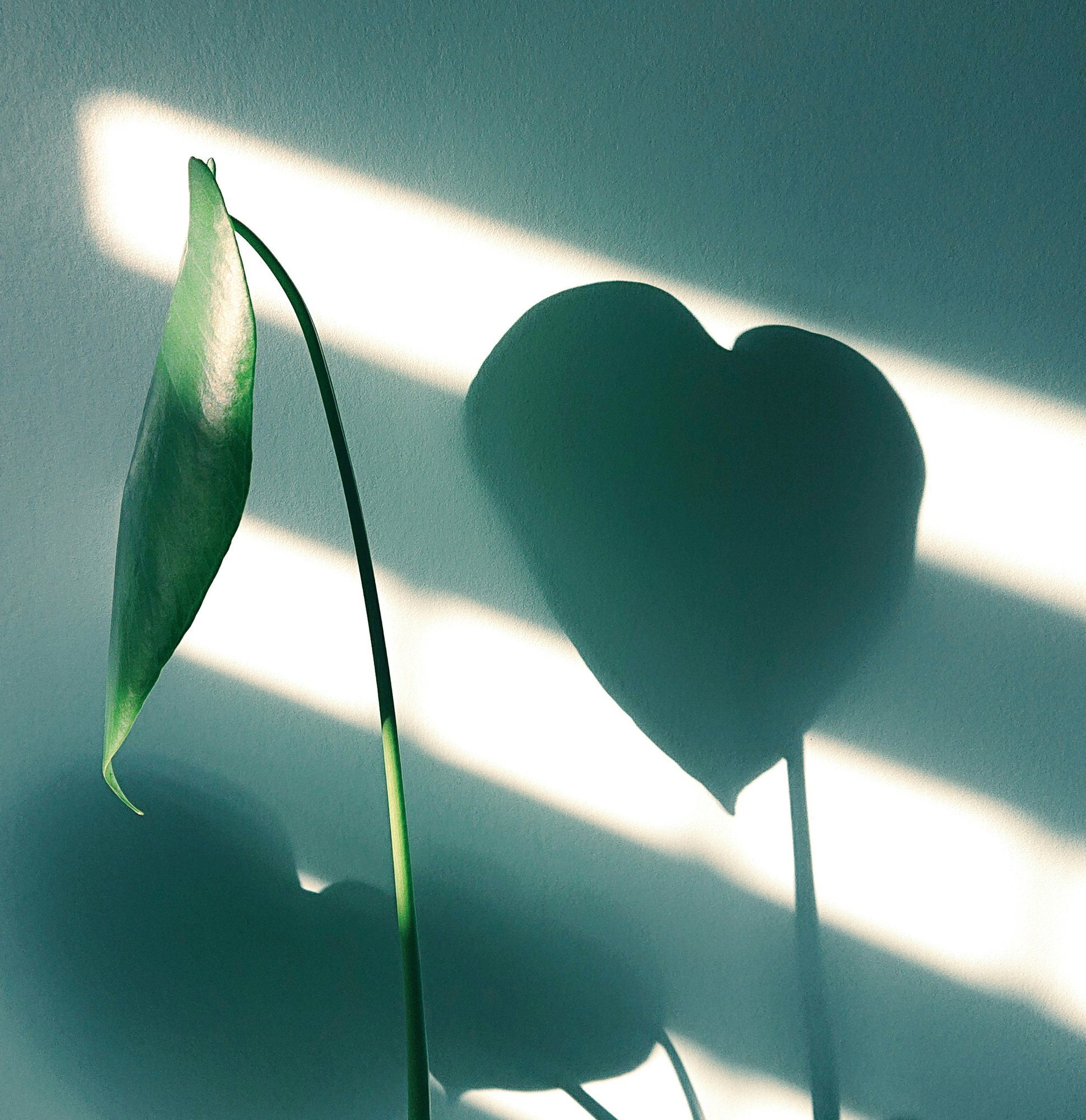 LeafShadow